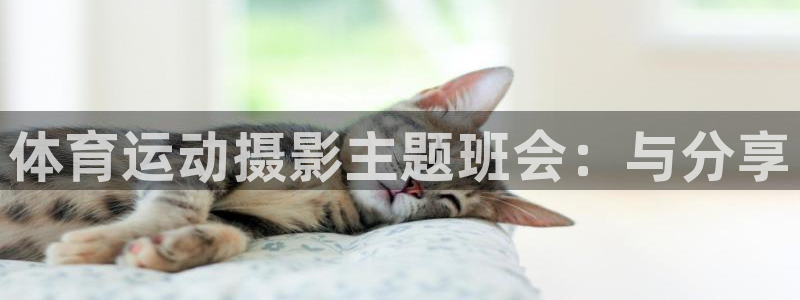 风速体育